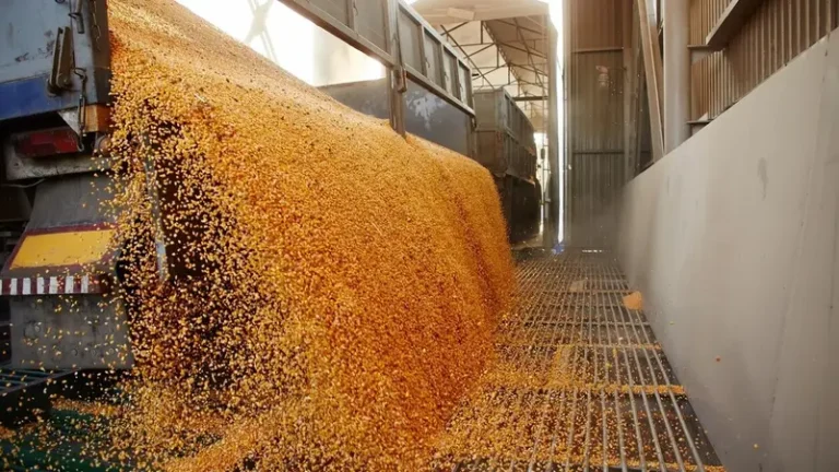 محصول القمح